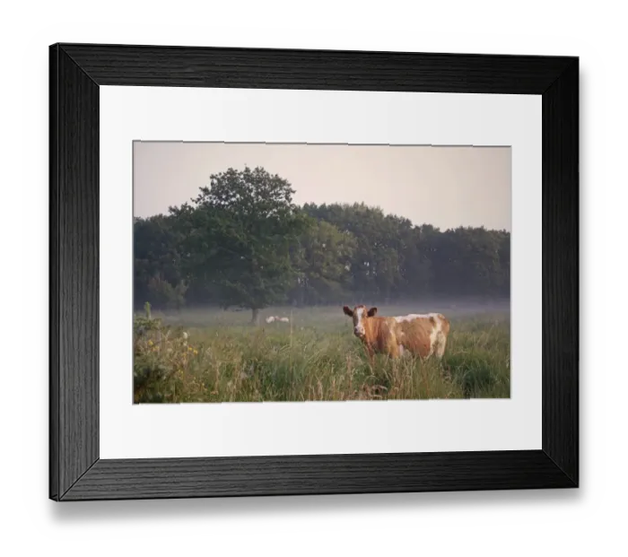 Framed Print : Domestic Cattle, cow, grazing in misty river valley fen meadow habitat at sunrise