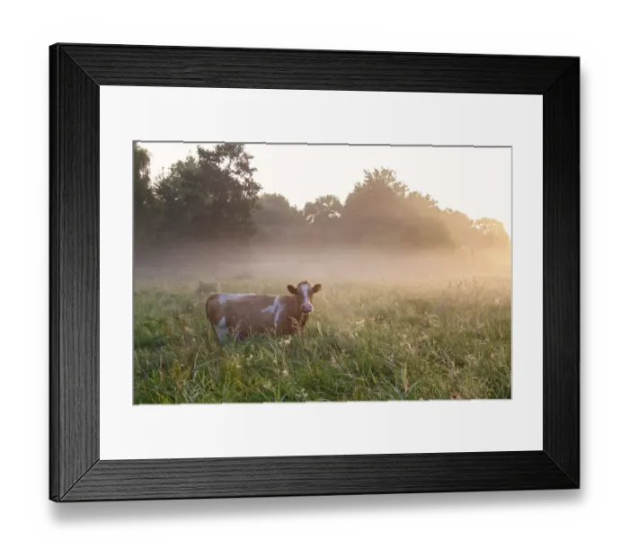 Framed Print : Domestic Cattle, cow, grazing in misty river valley fen meadow habitat at sunrise Framed Print : Domestic Cattle, cow, grazing in misty river valley fen meadow habitat at sunrise
