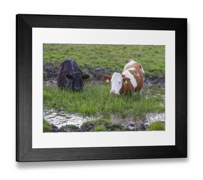 Framed Print : Domestic Cattle, beef calves, standing in farm pond, Whitewell, Lancashire, England, August