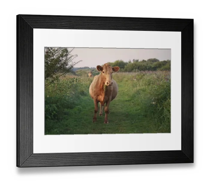 Framed Print : Domestic Cattle, cow, grazing on path in river valley fen habitat at sunrise Framed Print : Domestic Cattle, cow, grazing on path in river valley fen habitat at sunrise
