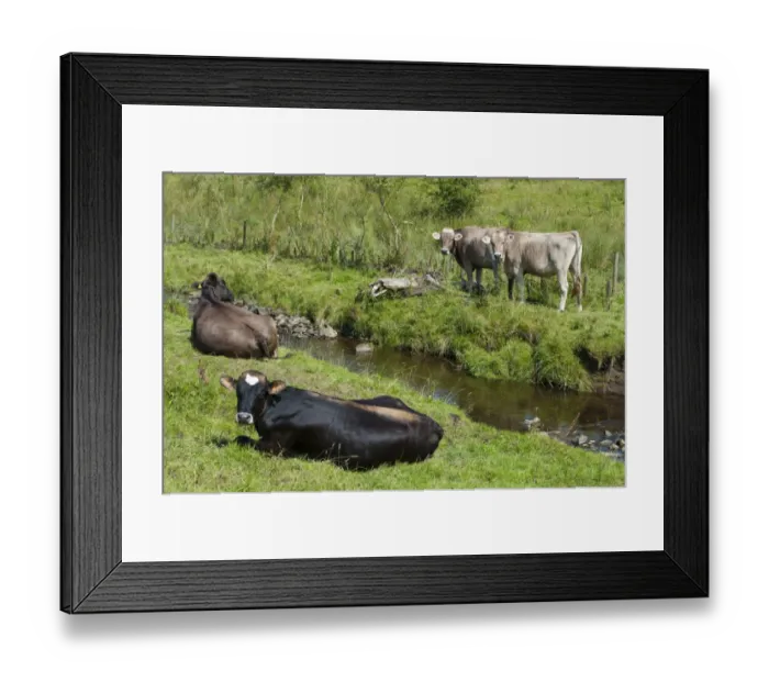 Framed Print : Domestic Cattle, Brown Swiss dairy heifers, resting beside stream, Whitewell, Lancashire, England, August Framed Print : Domestic Cattle, Brown Swiss dairy heifers, resting beside stream, Whitewell, Lancashire, England, August