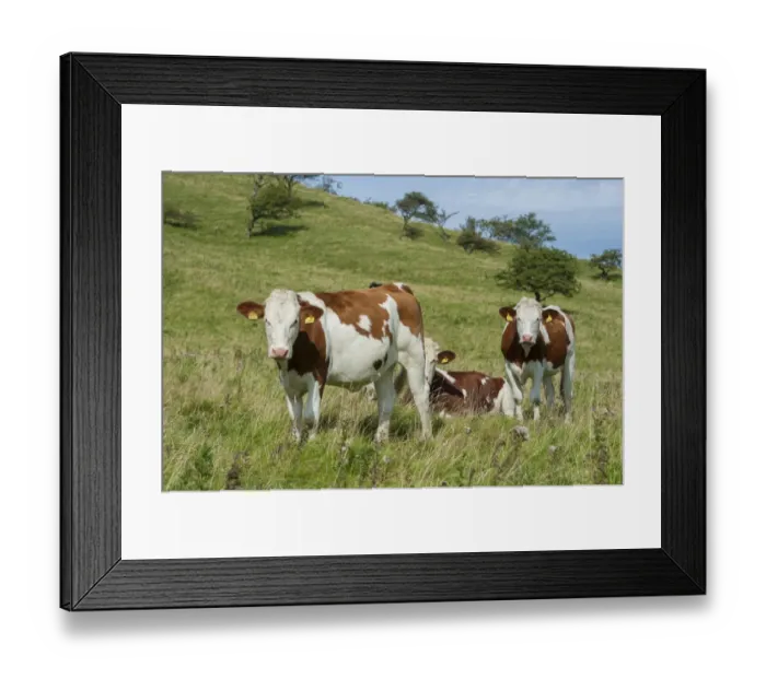 Framed Print : Domestic Cattle, Montbelliarde, dairy heifers, in pasture, Whitewell, Lancashire, England, September