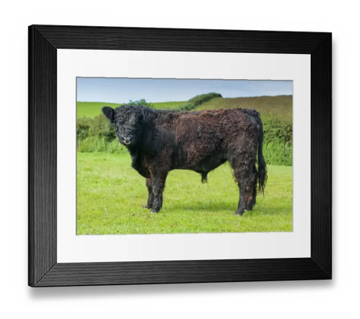Framed Print : Domestic Cattle, Galloway young bull, standing in pasture, Bride, Isle of Man, August Framed Print : Domestic Cattle, Galloway young bull, standing in pasture, Bride, Isle of Man, August