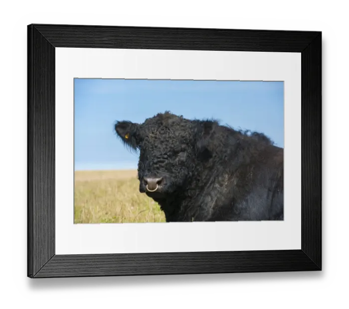 Framed Print : Domestic Cattle, Galloway bull, close-up of head, Bride, Isle of Man, August Framed Print : Domestic Cattle, Galloway bull, close-up of head, Bride, Isle of Man, August