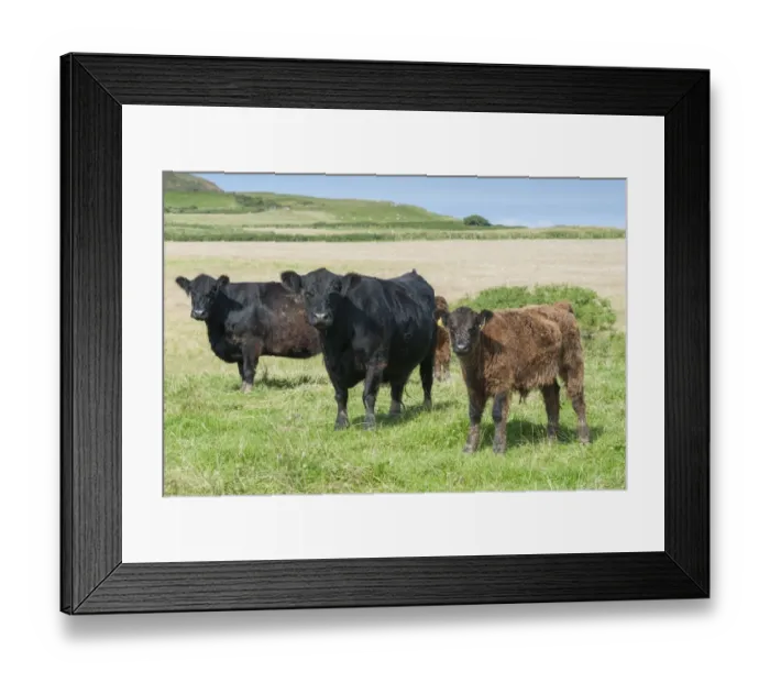 Framed Print : Domestic Cattle, Galloway cows and calves, standing in coastal pasture, Bride, Isle of Man, August Framed Print : Domestic Cattle, Galloway cows and calves, standing in coastal pasture, Bride, Isle of Man, August