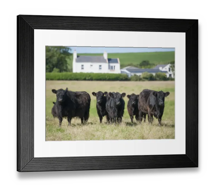 Framed Print : Domestic Cattle, Galloway cows, herd standing in pasture, Bride, Isle of Man, August Framed Print : Domestic Cattle, Galloway cows, herd standing in pasture, Bride, Isle of Man, August