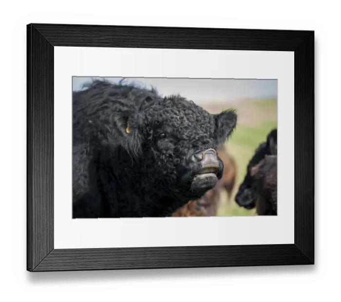 Framed Print : Domestic Cattle, Galloway bull, close-up of head, in flehmen, Bride, Isle of Man, August