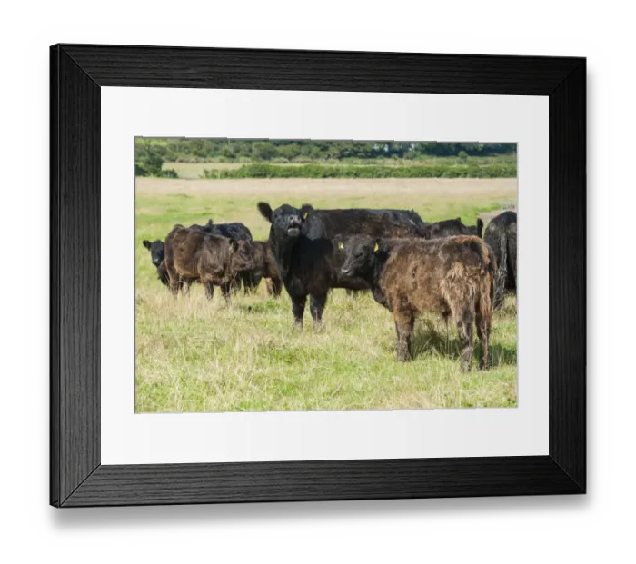 Framed Print : Domestic Cattle, Galloway cows and calves, herd standing in pasture, Bride, Isle of Man, August Framed Print : Domestic Cattle, Galloway cows and calves, herd standing in pasture, Bride, Isle of Man, August