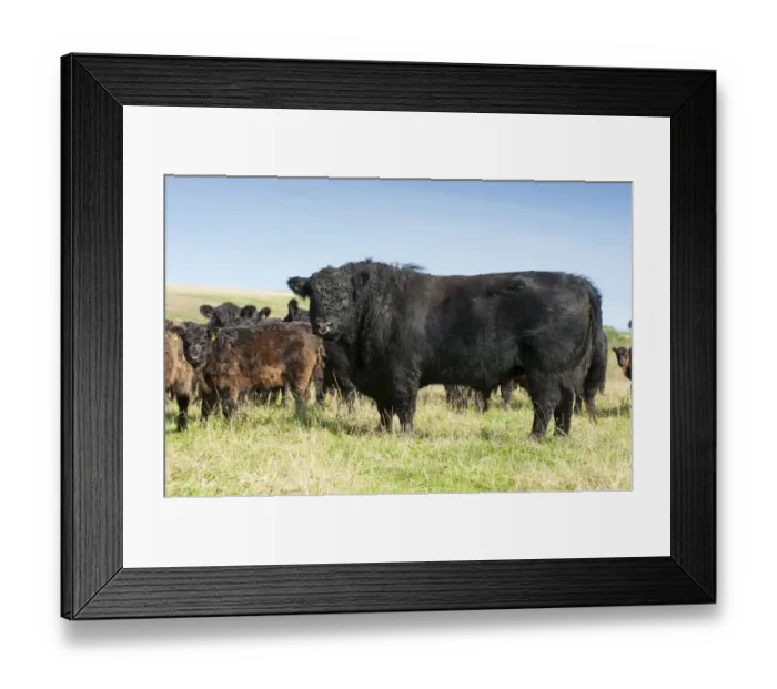 Framed Print : Domestic Cattle, Galloway bull with cows and calves, standing in pasture, Bride, Isle of Man, August Framed Print : Domestic Cattle, Galloway bull with cows and calves, standing in pasture, Bride, Isle of Man, August