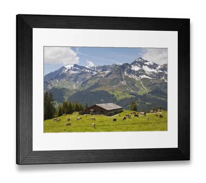 Framed Print : Domestic Cattle, dairy cows, herd grazing on high summer pasture beside barn, above Wengen, Bernese Alps, Switzerland Framed Print : Domestic Cattle, dairy cows, herd grazing on high summer pasture beside barn, above Wengen, Bernese Alps, Switzerland