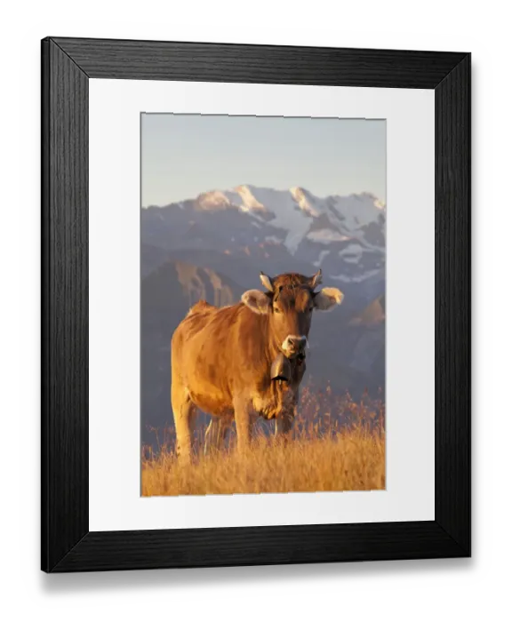 Framed Print : Domestic Cattle, dairy bull, wearing cowbell, standing on alpine meadow in morning sunlight, Niederhorn, Swiss Alps