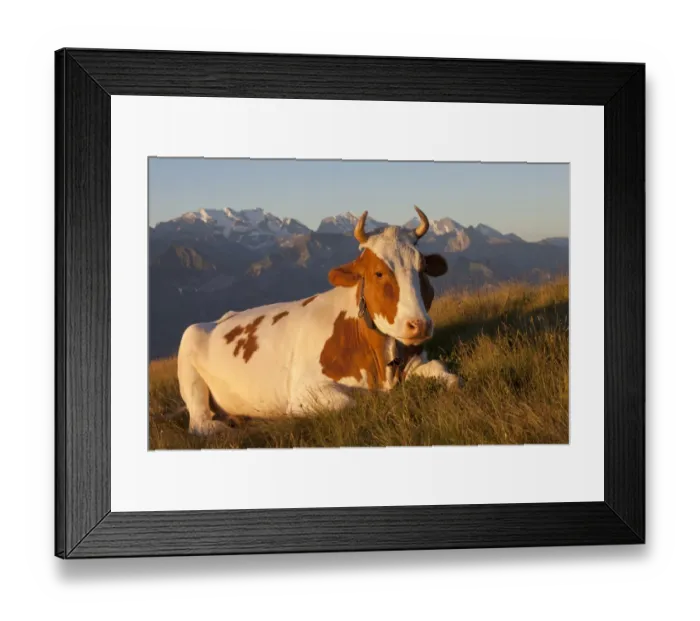 Framed Print : Domestic Cattle, dairy cow, wearing cowbell, resting on alpine meadow in morning sunlight, Niederhorn, Swiss Alps Framed Print : Domestic Cattle, dairy cow, wearing cowbell, resting on alpine meadow in morning sunlight, Niederhorn, Swiss Alps