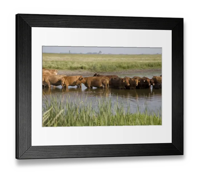 Framed Print : Domestic Cattle, cows, herd standing in water to avoid being bitten by flies, North Dakota, U. S. A. July Framed Print : Domestic Cattle, cows, herd standing in water to avoid being bitten by flies, North Dakota, U. S. A. July