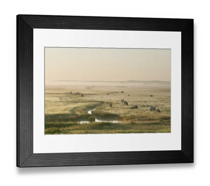 Framed Print : Domestic Cattle, beef crossbreed cows and calves, on coastal grazing marsh habitat at sunrise