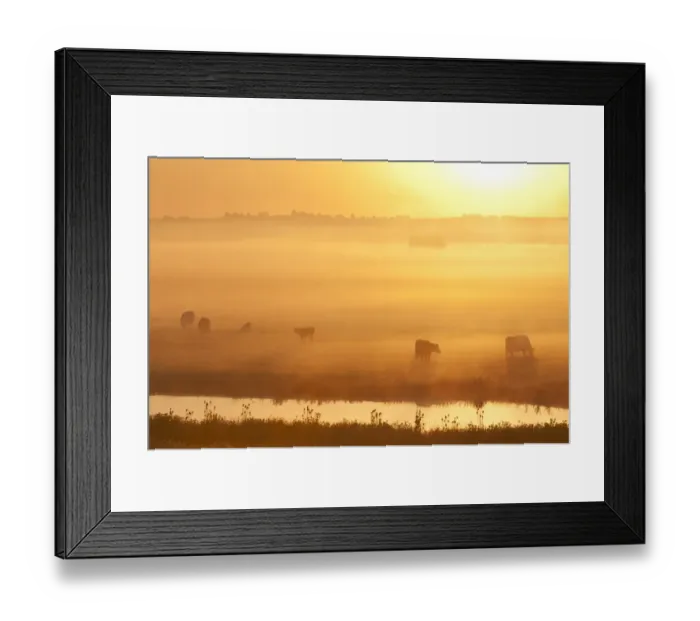 Framed Print : Domestic Cattle, cows and calves, grazing on coastal grazing marsh habitat, silhouetted at sunrise Framed Print : Domestic Cattle, cows and calves, grazing on coastal grazing marsh habitat, silhouetted at sunrise