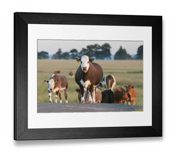 Framed Print : Domestic Cattle, beef crossbreed cows and calves, with ear and neck identification tags