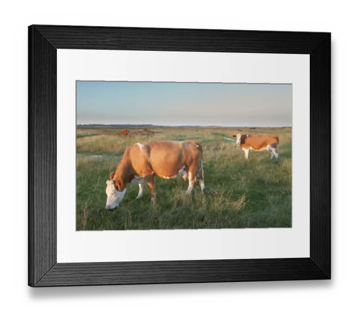 Framed Print : Domestic Cattle, beef crossbreed cows, feeding on coastal grazing marsh habitat Framed Print : Domestic Cattle, beef crossbreed cows, feeding on coastal grazing marsh habitat