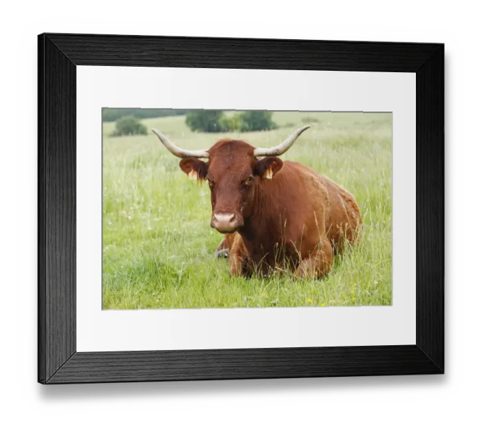 Framed Print : Domestic Cattle, Salers cow, resting in pasture, Lot Region, France, June Framed Print : Domestic Cattle, Salers cow, resting in pasture, Lot Region, France, June