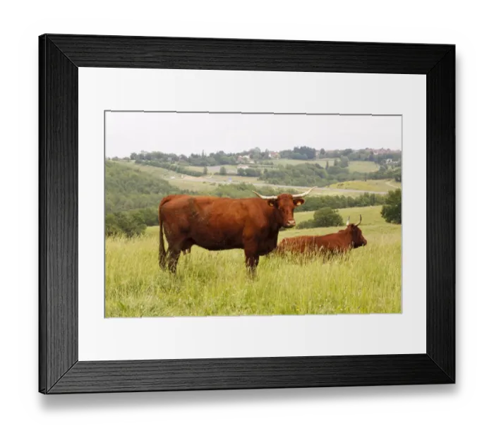 Framed Print : Domestic Cattle, Salers cows, in pasture overlooking motorway, Lot Region, France, June Framed Print : Domestic Cattle, Salers cows, in pasture overlooking motorway, Lot Region, France, June