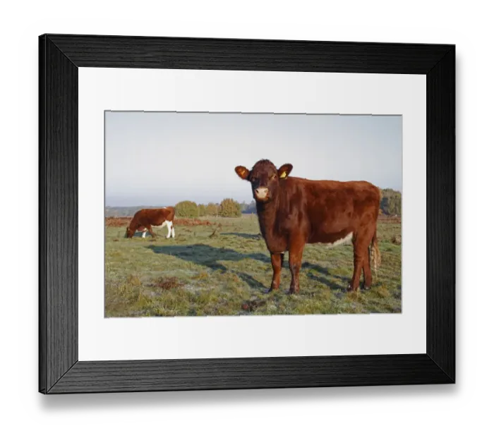 Framed Print : Domestic Cattle, beef bullocks, grazing on heathland, used for conservation grazing management on heathland reserve Framed Print : Domestic Cattle, beef bullocks, grazing on heathland, used for conservation grazing management on heathland reserve