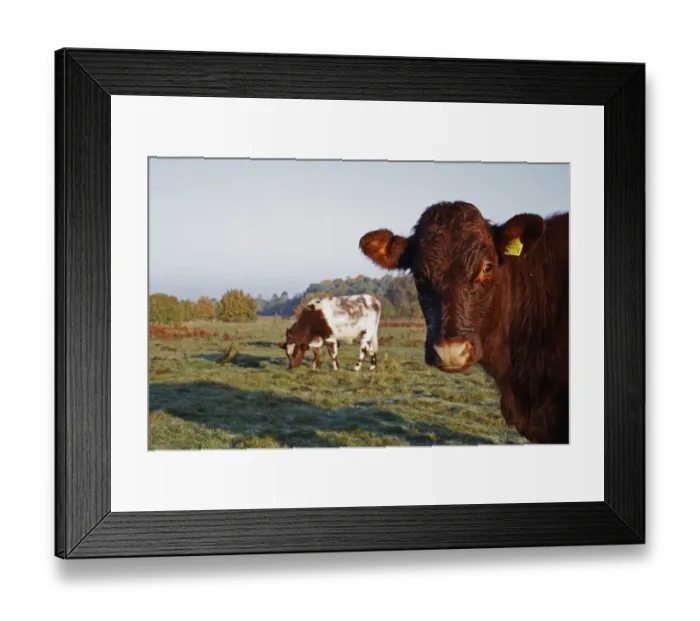 Framed Print : Domestic Cattle, beef bullocks, close-up of head and grazing, used for conservation grazing management on heathland Framed Print : Domestic Cattle, beef bullocks, close-up of head and grazing, used for conservation grazing management on heathland