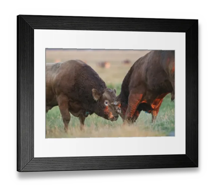 Framed Print : Domestic Cattle, Limousin bulls, with neck indentification tags, fighting on coastal grazing marsh Framed Print : Domestic Cattle, Limousin bulls, with neck indentification tags, fighting on coastal grazing marsh