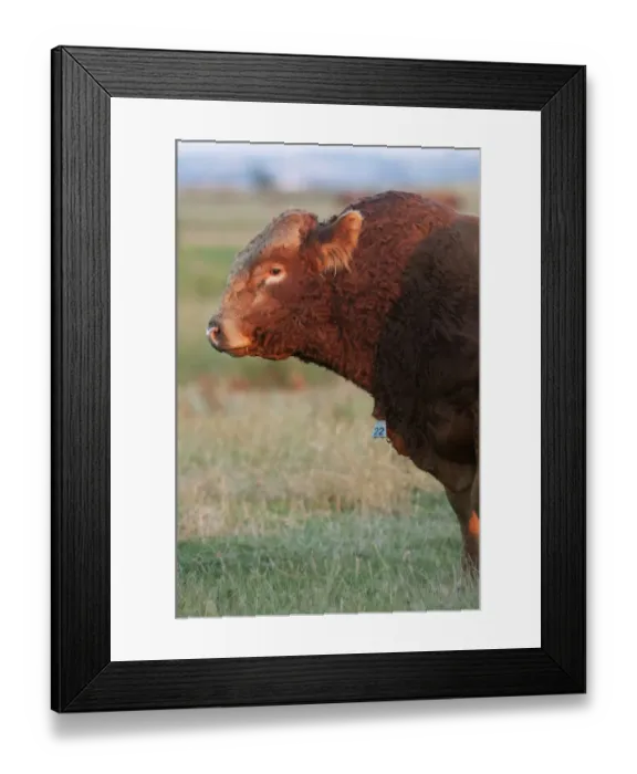 Framed Print : Domestic Cattle, Limousin bull, close-up of head and chest, with neck identification tag, on coastal grazing marsh Framed Print : Domestic Cattle, Limousin bull, close-up of head and chest, with neck identification tag, on coastal grazing marsh