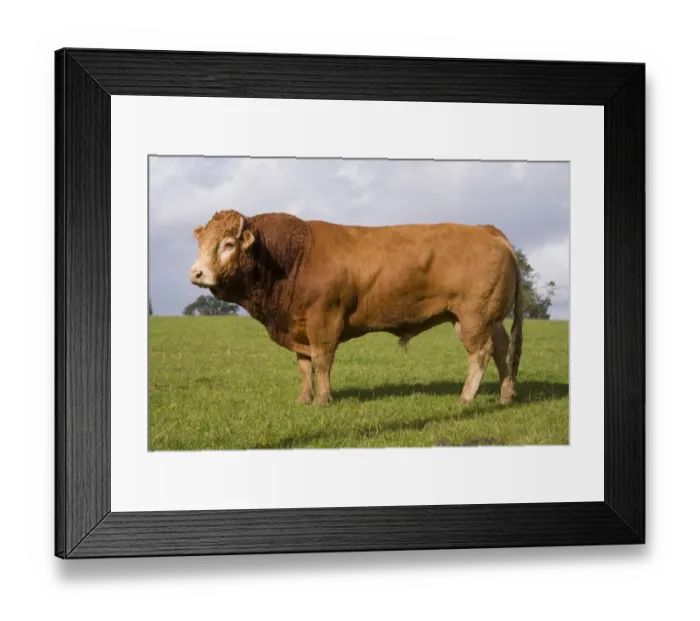 Framed Print : Domestic Cattle, Limousin bull, standing in pasture, near Melton Mowbray, Leicestershire, England, October Framed Print : Domestic Cattle, Limousin bull, standing in pasture, near Melton Mowbray, Leicestershire, England, October