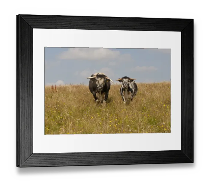 Framed Print : Domestic Cattle, Longhorn, bull and bull calf, standing in pasture, Norfolk, England, August Framed Print : Domestic Cattle, Longhorn, bull and bull calf, standing in pasture, Norfolk, England, August