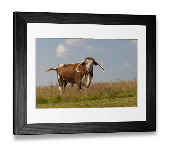 Framed Print : Domestic Cattle, Longhorn, bull, standing in pasture, Norfolk, England, August Framed Print : Domestic Cattle, Longhorn, bull, standing in pasture, Norfolk, England, August
