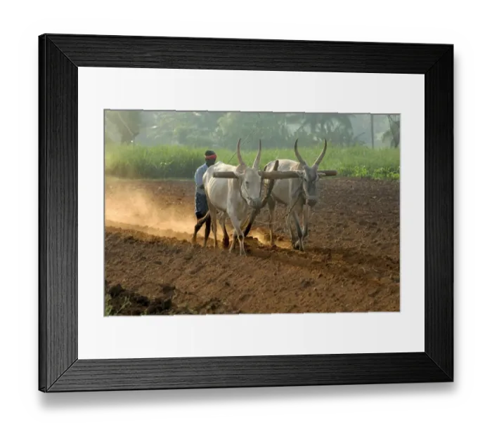 Framed Print : Domestic Cattle, Zebu (Bos indicus) two bullocks, ploughing field with farm worker, Gudallur, Karnataka, India, March Framed Print : Domestic Cattle, Zebu (Bos indicus) two bullocks, ploughing field with farm worker, Gudallur, Karnataka, India, March
