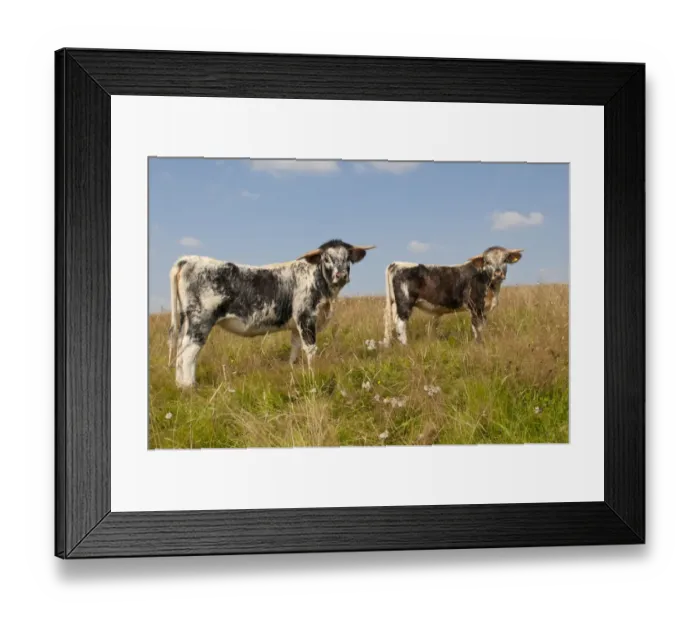 Framed Print : Domestic Cattle, Longhorn, two bull calves, standing in pasture, Norfolk, England, August Framed Print : Domestic Cattle, Longhorn, two bull calves, standing in pasture, Norfolk, England, August