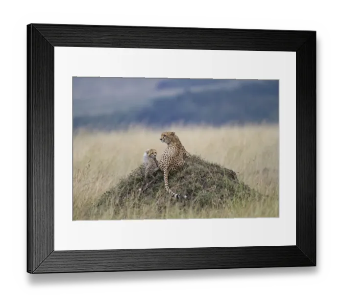 Framed Print : Cheetah (Acinonyx jubatus) adult female with cub, resting on termite mound, Masai Mara, Kenya, August Framed Print : Cheetah (Acinonyx jubatus) adult female with cub, resting on termite mound, Masai Mara, Kenya, August