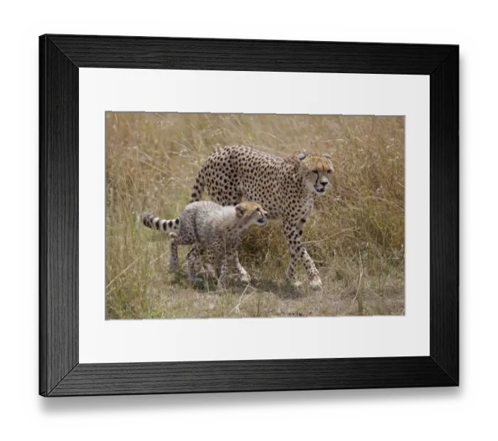 Framed Print : Cheetah (Acinonyx jubatus) adult female with cub, walking in savannah, Masai Mara, Kenya, August Framed Print : Cheetah (Acinonyx jubatus) adult female with cub, walking in savannah, Masai Mara, Kenya, August