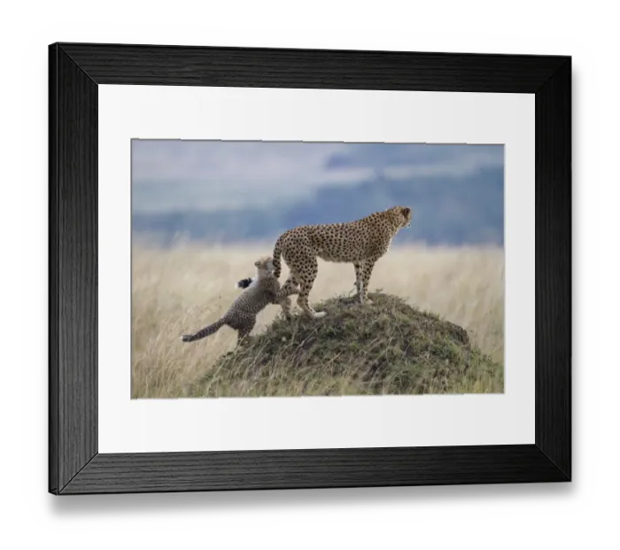 Framed Print : Cheetah (Acinonyx jubatus) adult female with cub, cub playing and biting tail, standing on termite mound, Masai Mara Framed Print : Cheetah (Acinonyx jubatus) adult female with cub, cub playing and biting tail, standing on termite mound, Masai Mara