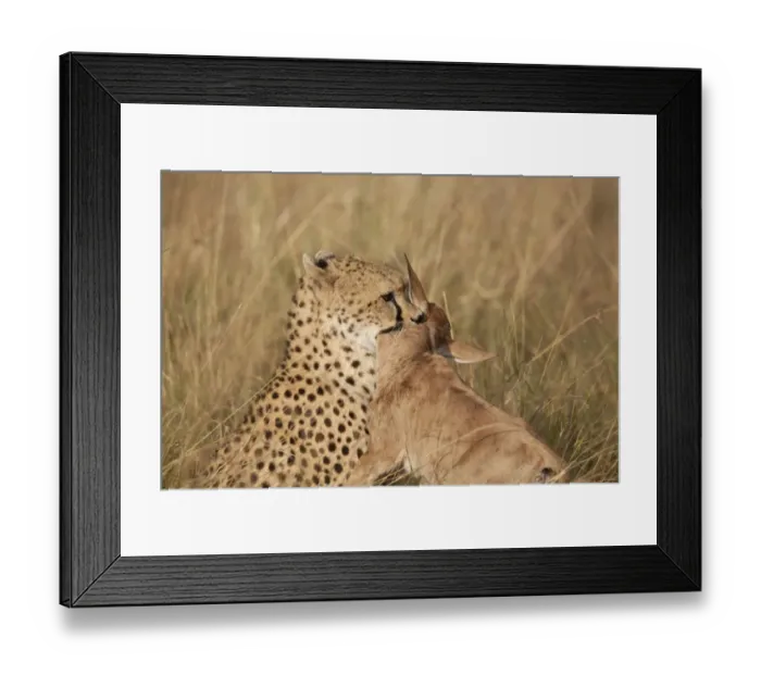 Framed Print : Cheetah (Acinonyx jubatus) adult, killing Topi (Damaliscus lunatus) calf, holding prey by throat, Masai Mara, Kenya Framed Print : Cheetah (Acinonyx jubatus) adult, killing Topi (Damaliscus lunatus) calf, holding prey by throat, Masai Mara, Kenya