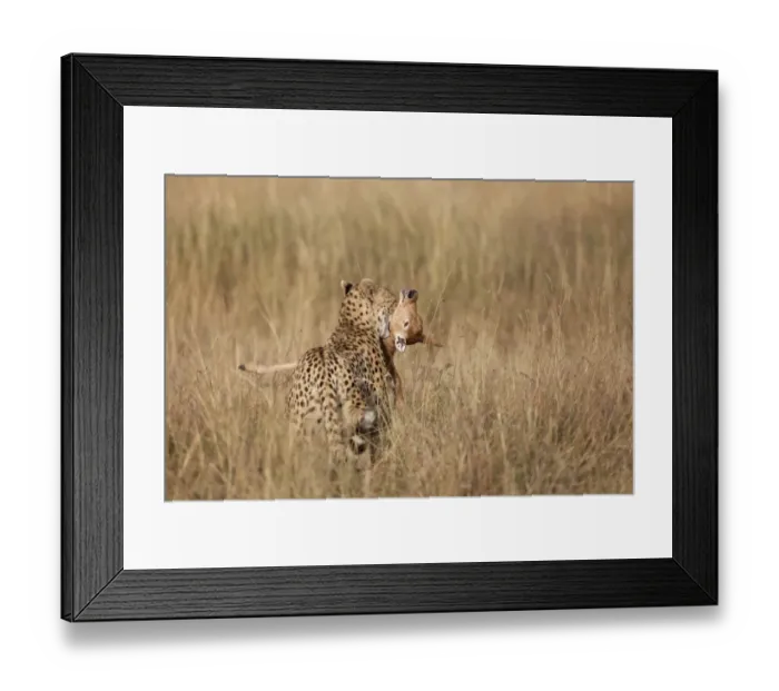 Framed Print : Cheetah (Acinonyx jubatus) adult, killing Topi (Damaliscus lunatus) calf, holding prey by throat, Masai Mara, Kenya