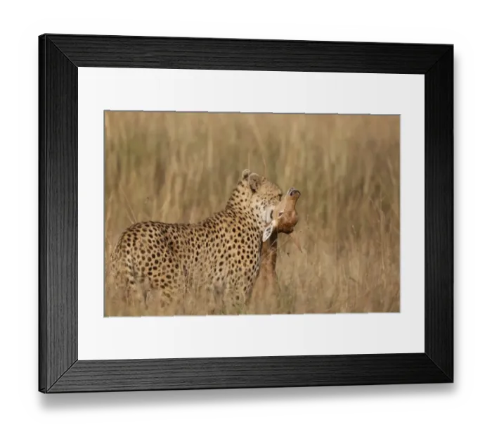 Framed Print : Cheetah (Acinonyx jubatus) adult, killing Topi (Damaliscus lunatus) calf, holding prey by throat, Masai Mara, Kenya Framed Print : Cheetah (Acinonyx jubatus) adult, killing Topi (Damaliscus lunatus) calf, holding prey by throat, Masai Mara, Kenya