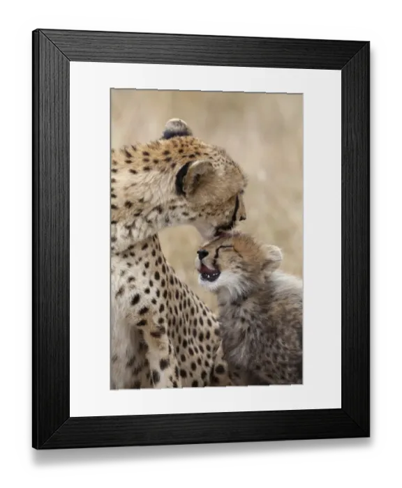 Framed Print : Cheetah (Acinonyx jubatus) adult female with cub, mutual grooming, Masai Mara, Kenya, August Framed Print : Cheetah (Acinonyx jubatus) adult female with cub, mutual grooming, Masai Mara, Kenya, August