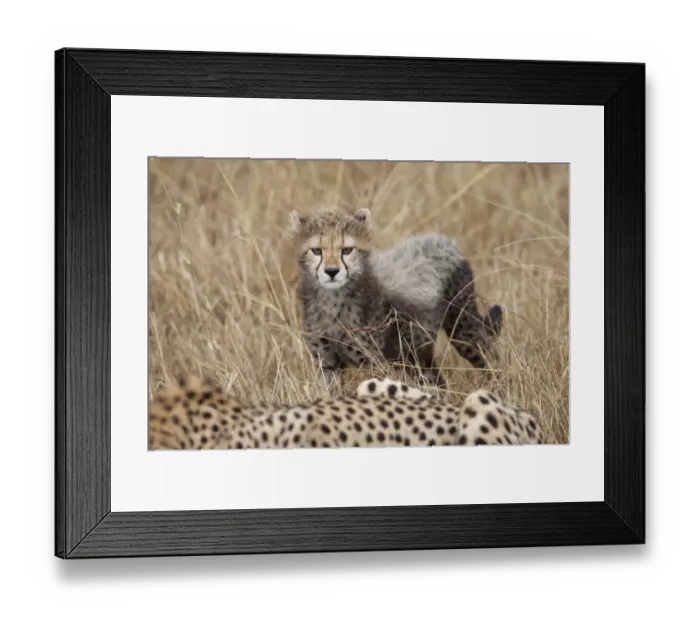 Framed Print : Cheetah (Acinonyx jubatus) cub, standing beside mother in savannah, Masai Mara, Kenya, August Framed Print : Cheetah (Acinonyx jubatus) cub, standing beside mother in savannah, Masai Mara, Kenya, August