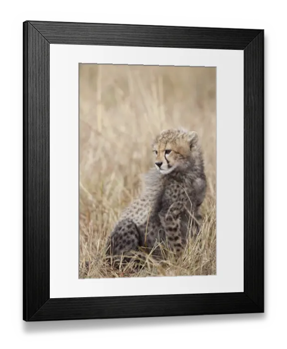Framed Print : Cheetah (Acinonyx jubatus) cub, sitting in savannah, Masai Mara, Kenya, August Framed Print : Cheetah (Acinonyx jubatus) cub, sitting in savannah, Masai Mara, Kenya, August