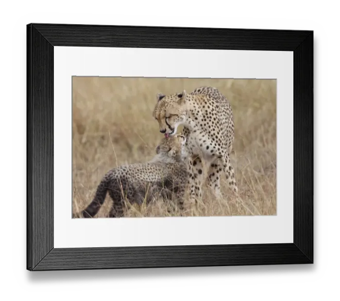 Framed Print : Cheetah (Acinonyx jubatus) adult female with cub, mutual grooming, Masai Mara, Kenya, August Framed Print : Cheetah (Acinonyx jubatus) adult female with cub, mutual grooming, Masai Mara, Kenya, August