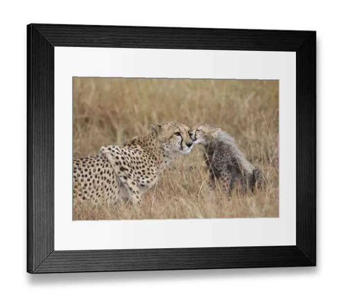 Framed Print : Cheetah (Acinonyx jubatus) adult female with cub, mutual grooming, Masai Mara, Kenya, August Framed Print : Cheetah (Acinonyx jubatus) adult female with cub, mutual grooming, Masai Mara, Kenya, August