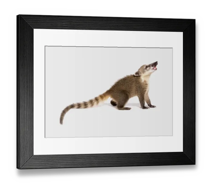 Framed Print : South American Coati (Nasua nasua) juvenile, standing Framed Print : South American Coati (Nasua nasua) juvenile, standing