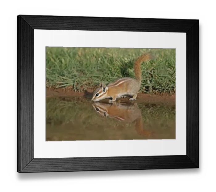 Framed Print : Least Chipmunk (Tamias minimus) adult, drinking from shallow puddle, Arches N. P. Utah, U. S. A. may Framed Print : Least Chipmunk (Tamias minimus) adult, drinking from shallow puddle, Arches N. P. Utah, U. S. A. may