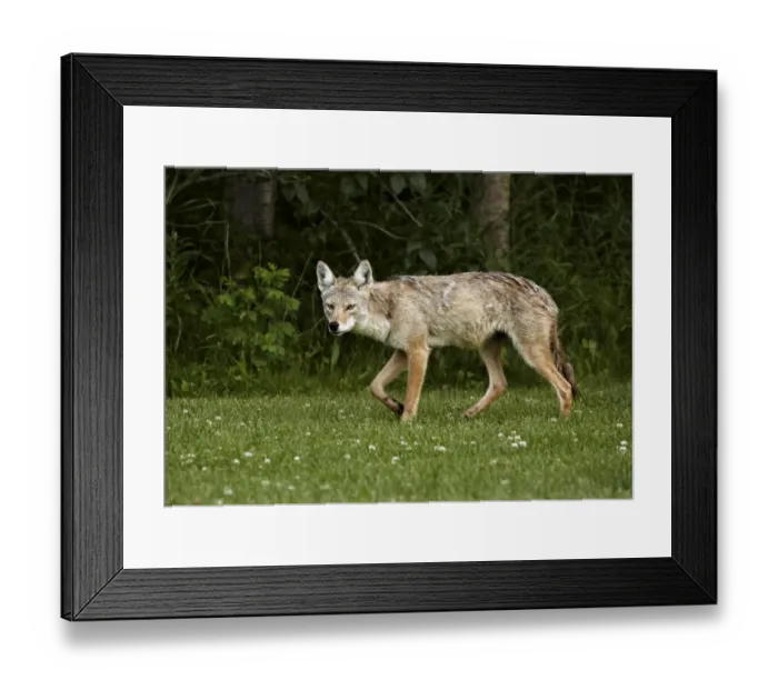 Framed Print : Coyote (Canis latrans) adult female, walking on grass, Elk Island N. P. Alberta, Canada, July Framed Print : Coyote (Canis latrans) adult female, walking on grass, Elk Island N. P. Alberta, Canada, July