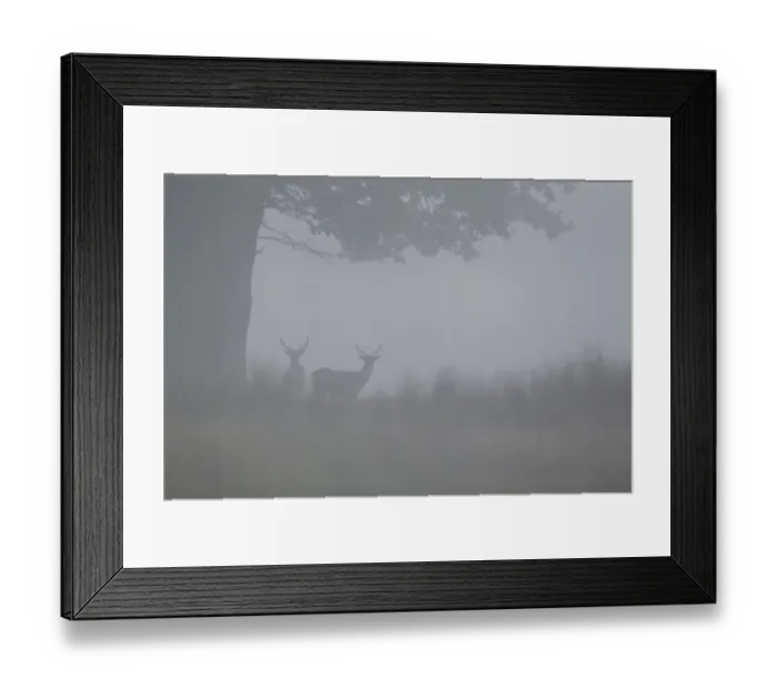 Framed Print : Fallow Deer (Dama dama) two bucks, standing under oak tree in fog, Suffolk, England, September Framed Print : Fallow Deer (Dama dama) two bucks, standing under oak tree in fog, Suffolk, England, September