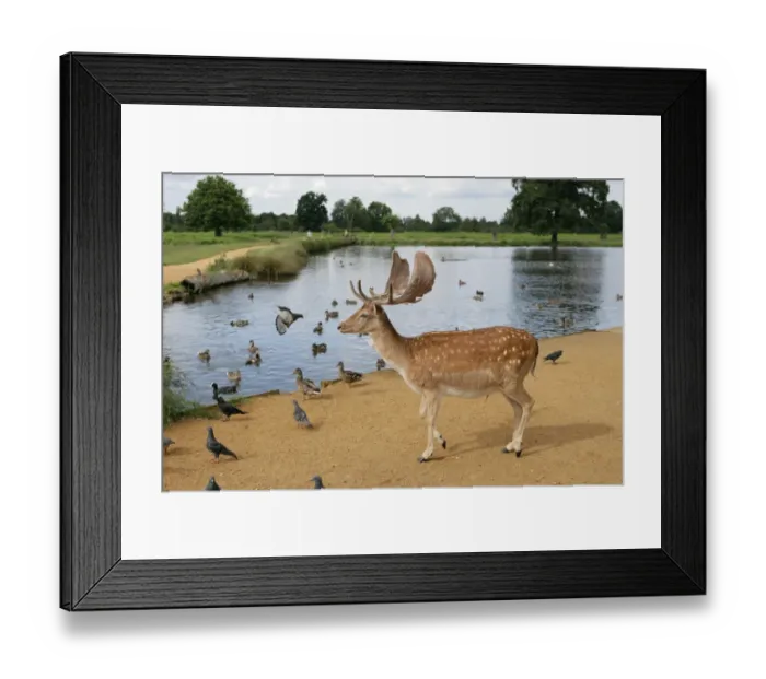 Framed Print : Fallow Deer (Dama dama) buck, with Feral Pigeon (Columba livia) and Mallard Duck (Anas platyrhynchos) Framed Print : Fallow Deer (Dama dama) buck, with Feral Pigeon (Columba livia) and Mallard Duck (Anas platyrhynchos)