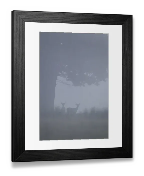 Framed Print : Fallow Deer (Dama dama) two bucks, standing under oak tree in fog, Suffolk, England, September Framed Print : Fallow Deer (Dama dama) two bucks, standing under oak tree in fog, Suffolk, England, September