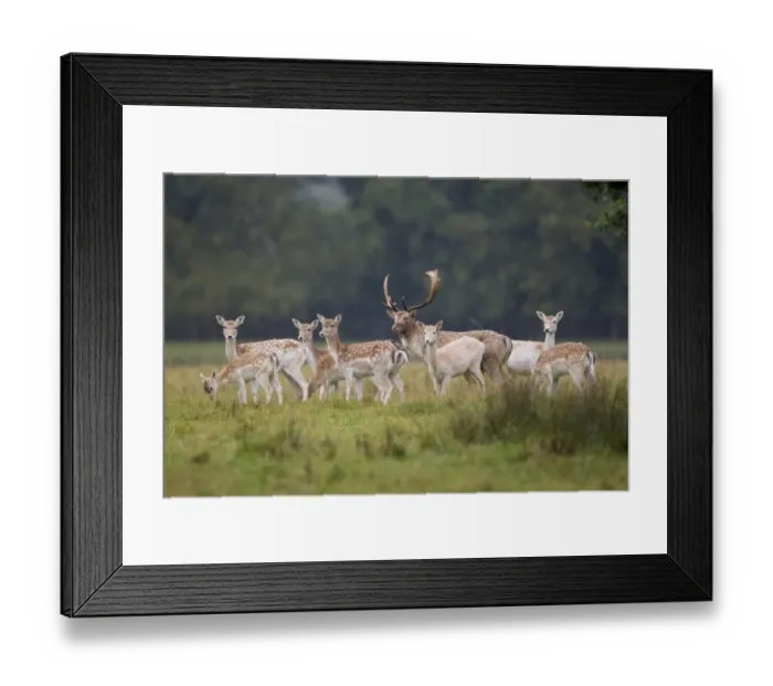 Framed Print : Fallow Deer (Dama dama) buck, does and fawns, herd standing in parkland, Suffolk, England, October Framed Print : Fallow Deer (Dama dama) buck, does and fawns, herd standing in parkland, Suffolk, England, October